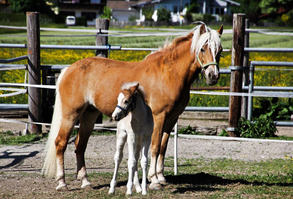 Haflinger riding